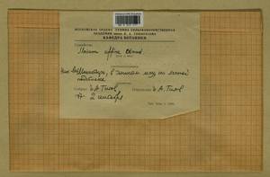 Plagiomnium affine (Blandow ex Funck) T.J. Kop., Bryophytes, Bryophytes - Moscow City & Moscow Oblast (B6a) (Russia)