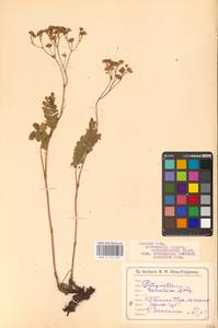 Potentilla pimpinelloides L., Eastern Europe, Central forest-and-steppe region (E6) (Russia)