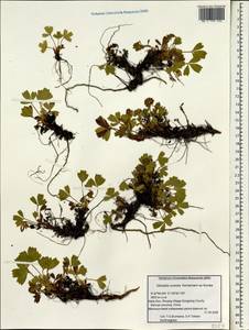 Sibbaldia cuneata Hornem. ex Kuntze, South Asia, South Asia (Asia outside ex-Soviet states and Mongolia) (ASIA) (China)