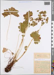 Alchemilla lindbergiana Juz., Eastern Europe, Eastern region (E10) (Russia)