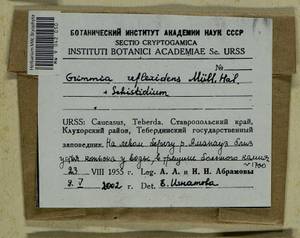 Grimmia reflexidens Müll. Hal., Bryophytes, Bryophytes - North Caucasus & Ciscaucasia (B12) (Russia)