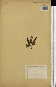 Symphytum officinale L., Eastern Europe, Central forest-and-steppe region (E6) (Russia)