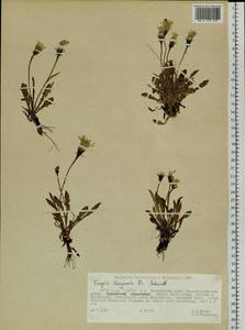 Crepis burejensis F. Schmidt, Siberia, Russian Far East (S6) (Russia)