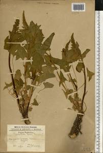 Blitum bonus-henricus (L.) Rchb., Eastern Europe, South Ukrainian region (E12) (Ukraine)
