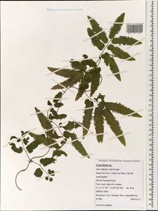 Lygodium, South Asia, South Asia (Asia outside ex-Soviet states and Mongolia) (ASIA) (Vietnam)