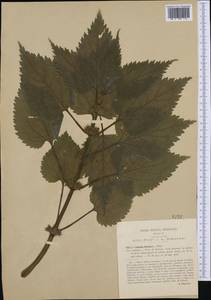 Lamium orvala L., Western Europe (EUR) (Italy)