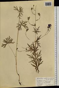 Aconitum ambiguum subsp. baicalense (Turcz. ex Rapaics) Vorosch., Siberia, Central Siberia (S3) (Russia)