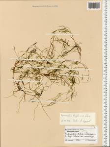 Ranunculus kauffmanii P. Clerc, Eastern Europe, Central forest region (E5) (Russia)