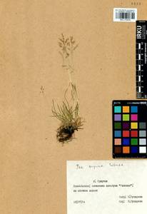 Poa supina Schrad., Siberia, Baikal & Transbaikal region (S4) (Russia)