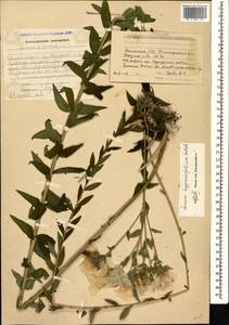 Linum hypericifolium Salisb., Caucasus, Armenia (K5) (Armenia)
