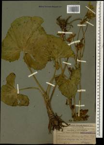 Doronicum macrophyllum Fisch., Caucasus, Armenia (K5) (Armenia)