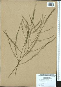 Asparagus officinalis L., Eastern Europe, Central region (E4) (Russia)