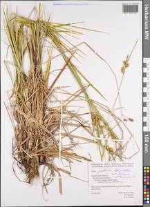 Carex lepidocarpa subsp. jemtlandica Palmgr., Eastern Europe, Northern region (E1) (Russia)