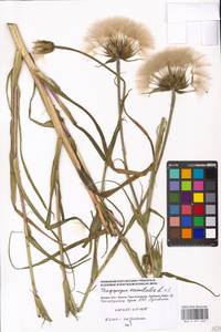 Tragopogon orientalis L., Eastern Europe, Moscow region (E4a) (Russia)