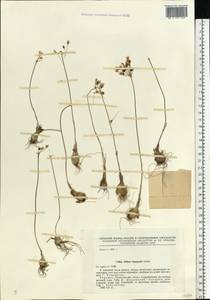 Allium inaequale Janka, Eastern Europe, North Ukrainian region (E11) (Ukraine)