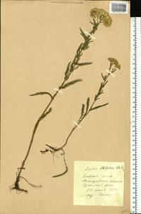 Achillea setacea Waldst. & Kit., Eastern Europe, Central forest-and-steppe region (E6) (Russia)