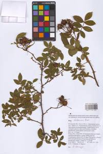 Rosa balsamica Besser, Eastern Europe, Rostov Oblast (E12a) (Russia)