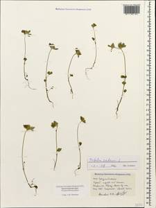 Trifolium scabrum L., Caucasus, Black Sea Shore (from Novorossiysk to Adler) (K3) (Russia)