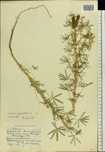 Lupinus angustifolius L., Eastern Europe, Moscow region (E4a) (Russia)