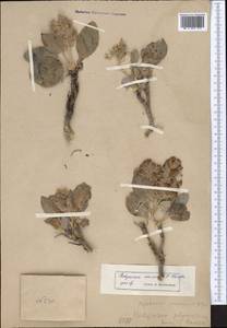 Hedysarum omissum Korotkova ex Kovalevsk., Middle Asia, Western Tian Shan & Karatau (M3)