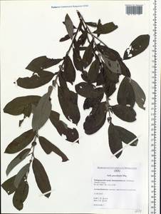 Salix gracilistyla Miq., Siberia, Russian Far East (S6) (Russia)