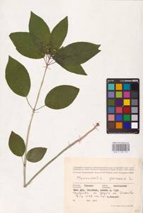 Mercurialis perennis L., Eastern Europe, Middle Volga region (E8) (Russia)