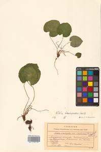 Viola epipsila subsp. repens (Turcz.) W.Becker, Siberia, Russian Far East (S6) (Russia)