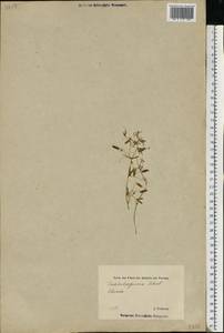 Vicia tetrasperma (L.) Schreb., Eastern Europe, Estonia (E2c) (Estonia)