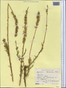 Myricaria squamosa Desv., Middle Asia, Pamir & Pamiro-Alai (M2) (Tajikistan)