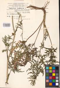 Silphiodaucus prutenicus subsp. prutenicus, Eastern Europe, Moscow region (E4a) (Russia)