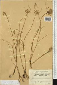 Allium flavum subsp. tauricum (Besser ex Rchb.) K.Richt., Western Europe (EUR) (Bulgaria)
