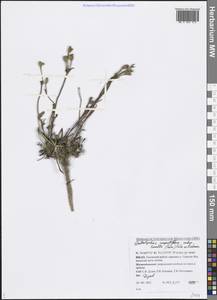Silene involucrata subsp. tenella (Tolm.) Bocquet, Siberia, Western Siberia (S1) (Russia)