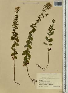 Hypericum maculatum, Eastern Europe, Latvia (E2b) (Latvia)