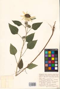 Helianthus annuus L., Eastern Europe, Lower Volga region (E9) (Russia)