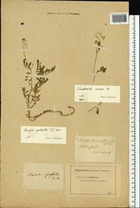 Rorippa sylvestris (L.) Besser, Eastern Europe, North-Western region (E2) (Russia)