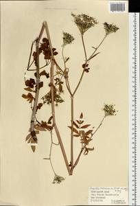 Angelica czernaevia (Fisch. & C. A. Mey.) Kitag., Siberia, Russian Far East (S6) (Russia)