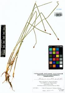 Eleocharis mamillata (H.Lindb.) H.Lindb., Siberia, Baikal & Transbaikal region (S4) (Russia)