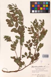 Glycyrrhiza glabra L., Eastern Europe, Lower Volga region (E9) (Russia)