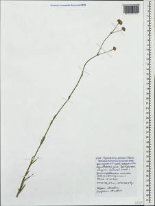 Gypsophila glomerata Pall. ex Bieb., Caucasus, Black Sea Shore (from Novorossiysk to Adler) (K3) (Russia)