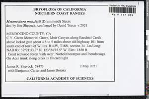 Metaneckera menziesii (Drumm.) Steere, Bryophytes, Bryophytes - America (BAm) (United States)