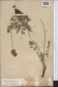 Hedysarum talassicum Nikitina & Sultanova, Middle Asia, Western Tian Shan & Karatau (M3) (Kazakhstan)