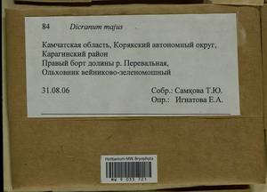 Dicranum majus Turner, Bryophytes, Bryophytes - Chukotka & Kamchatka (B21) (Russia)