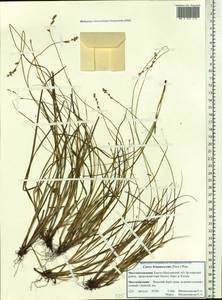 Carex brunnescens (Pers.) Poir., Siberia, Western Siberia (S1) (Russia)