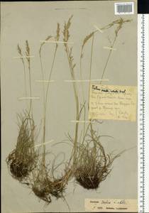 Festuca rubra L., Siberia, Russian Far East (S6) (Russia)