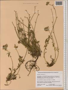 Anthyllis vulneraria L., Western Europe (EUR) (Denmark)