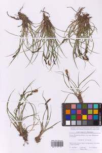 Carex nigra (L.) Reichard, Eastern Europe, Moscow region (E4a) (Russia)