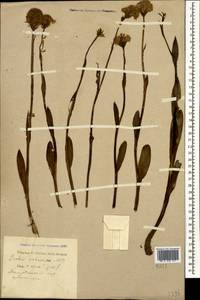 Traunsteinera sphaerica (M.Bieb.) Schltr., Caucasus, Krasnodar Krai & Adygea (K1a) (Russia)