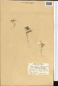 Eutrema altaicum (C. A. Mey.) Al-Shehbaz & Warwick, Middle Asia, Northern & Central Tian Shan (M4)