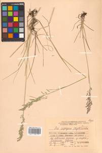 Poa alpigena Lindm., Siberia, Russian Far East (S6) (Russia)