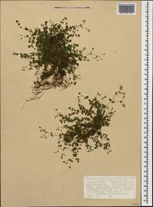 Arenaria rotundifolia M. Bieb., Caucasus, Stavropol Krai, Karachay-Cherkessia & Kabardino-Balkaria (K1b) (Russia)